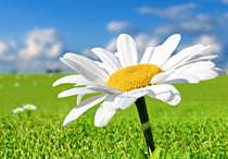 daisy.jpg daisy.jpg