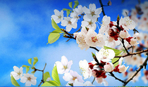 flowers.jpg flowers.jpg