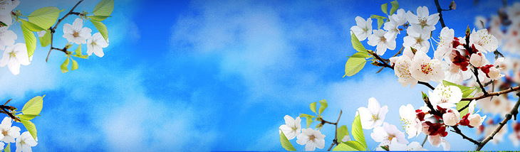 White Flowers Blue Sky Header.jpg