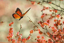 butterfly.jpg butterfly.jpg